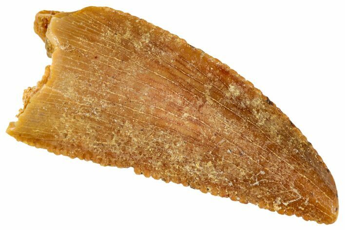 Serrated, Raptor Tooth - Real Dinosaur Tooth #269398